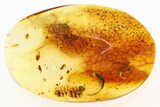 Detailed Fossil Winged Ant (Formicidae) In Baltic Amber #284629-1
